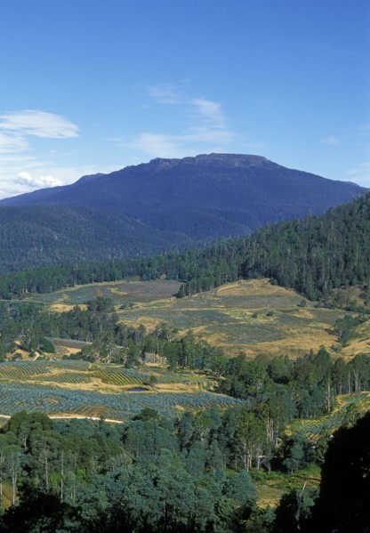 AUSTRALIA, "Tasmania,", Great Western Tiers, Logged slopes planted with new saplings. Deforestation