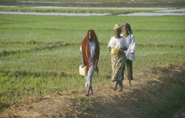 BURKINA  FASO, Bobo Dioulassou, Young women returning from work in paddy field.