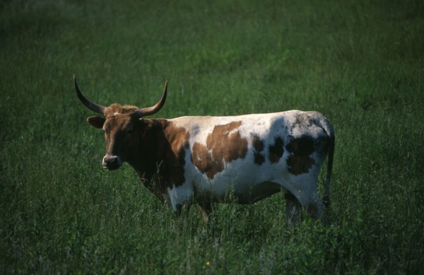USA, North Carolina, Blue Ridge Parkway, A brown and white Longhorn cow in a meadow by the scenic