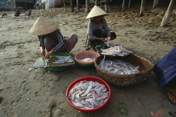VIETNAM, Nha Trang, Woman cleaning squid at the Cau Dau fishing village at the South end of the