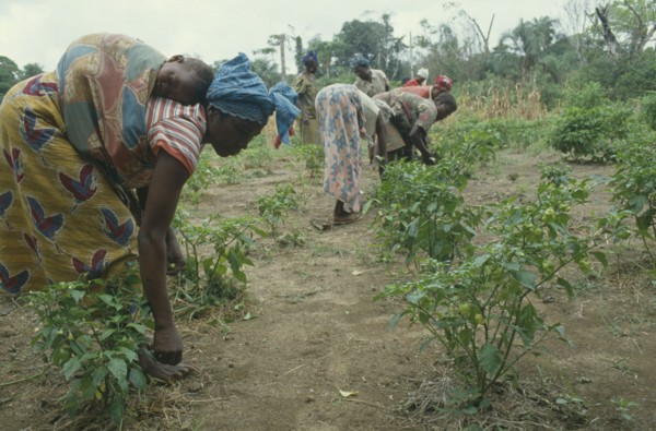 SIERRA LEONE, Kambla, Woman carrying child on her back as she works in vegetable plot.