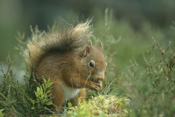 SCOTLAND, Glenfeshie, "Red Squirrel, Sciurus vulgaris.  Single animal on ground holding nut."
