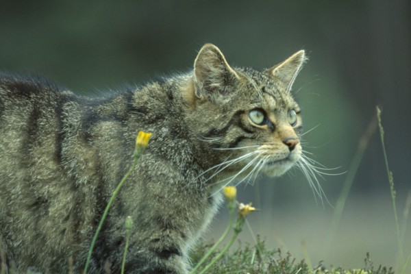 SCOTLAND, Glenfeshie, "Scottish Wild Cat, Felis silvestris grampia.  Cropped shot of single animal