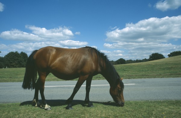 ENGLAND, Hampshire, Lyndhurst, New Forest Pony grazing on grass next to road side.