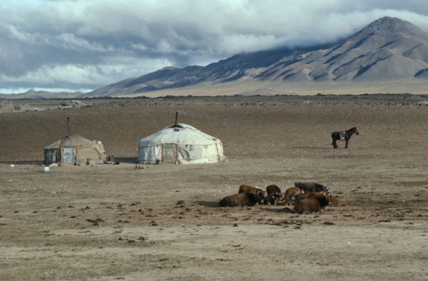 MONGOLIA, Gobi Desert , Typical poor herders yurts on northern edge of the Gobi with cattle in