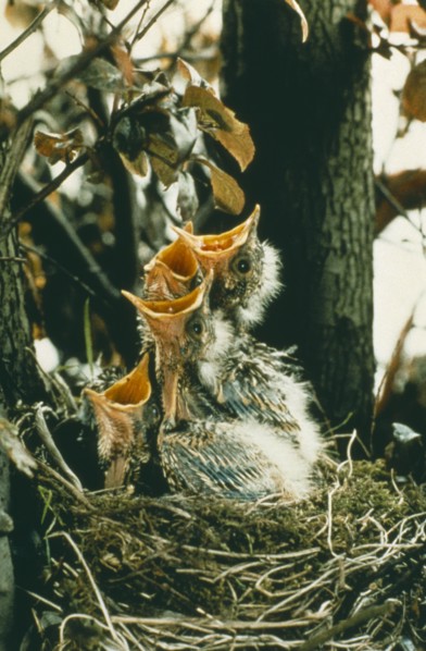 BIRDS, Nesting, Thrush chicks in nest with beaks wide open.