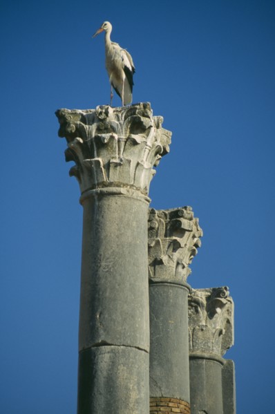 MOROCCO, Volubilis, Roman ruins of the Capitol dating from 217 AD with storks nesting on top of the