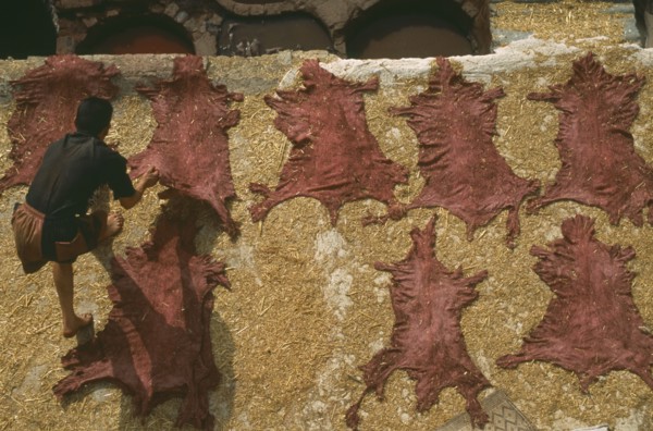 MOROCCO, Fes, Chouwara Tanneries.  Looking down on man gathering hides dyed red and stretched out