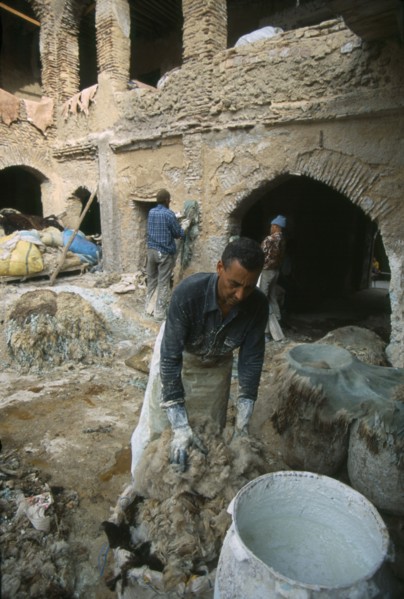 MOROCCO, Fes, Chouwara Tanneries.  Stripping fleece from skins before dyeing.