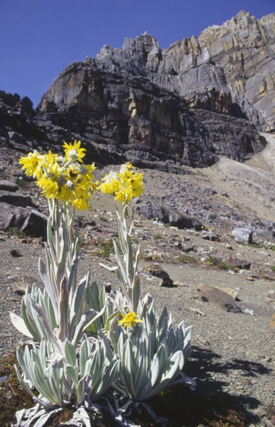 COLOMBIA, Cordillera , Boyaca, "Sierra Nevada de Cocuy, Frailejon plant with mountains in the