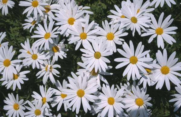 PLANTS, Flowers, Massed, Ox Eye Daisies. Leucanthemum vulgare. United Kingdom. Channel Islands.