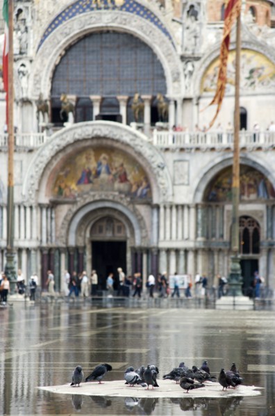 ITALY, Veneto, Venice, Aqua Alta High Water flooding in St Marks Square with pigeons on a dry piece