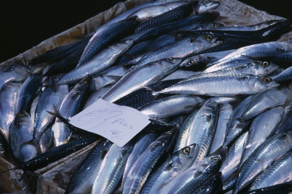 ITALY, Sicily, Catania, La Pescheria di Sant Agata. Fish market with detail of  fresh Mackerel and