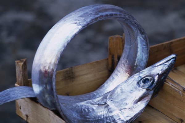 ITALY, Sicily, Catania, La Pescheria di Sant Agata. Fish market with detail of  a Silver fish