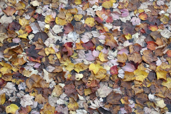 USA, New Hampshire, Nelson, "Autumn foliage, fallen leaves floating on Center Pond"