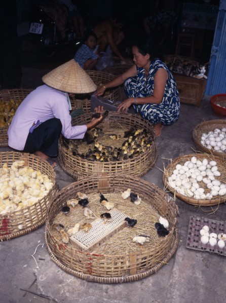 VIETNAM, Mekong Delta, "Female vendor selling eggs, chicks and ducklings in market with customer