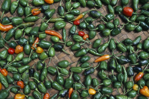 NEPAL, Khumbu Region, Chilli peppers laid out to dry in the sun.
