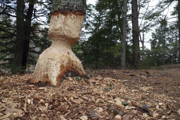 USA, New Hampshire, Trees, Tree eaten by Beaver