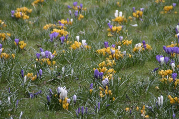GERMANY, Bad Orb, Flora, Spring Crocus flowers
