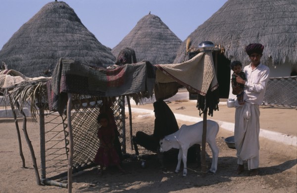INDIA, Gujarat, Kutch, Family with white calf in shelter made from quilts spread over wooden frame