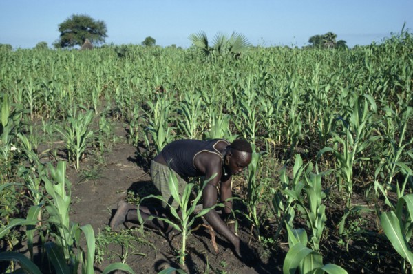 SUDAN, Farming, Dinka man tending maize and other crops.