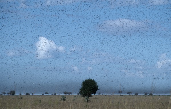 MADAGASCAR, Insects, Locusts, Swarm of locusts moving south towards Toliara.