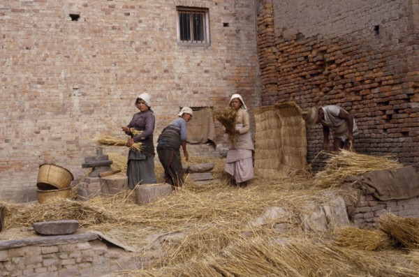 NEPAL, Patan, Women threshing wheat in the street.