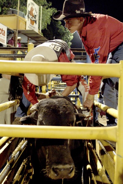 Australia, Northern Territory, Darwin, Darwin Rodeo - the rider is being tied to the bull.