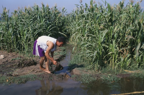 EGYPT, Nile Delta, Man digging irrigation channel between crops