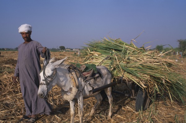 EGYPT, Nile Valley, Luxor, Sugar Harvest.  A man leading a donkey carrying bundles of crop