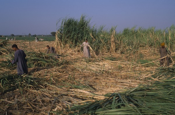 EGYPT, Nile Valley, Luxor, Sugar Harvest. Men working amongst crop