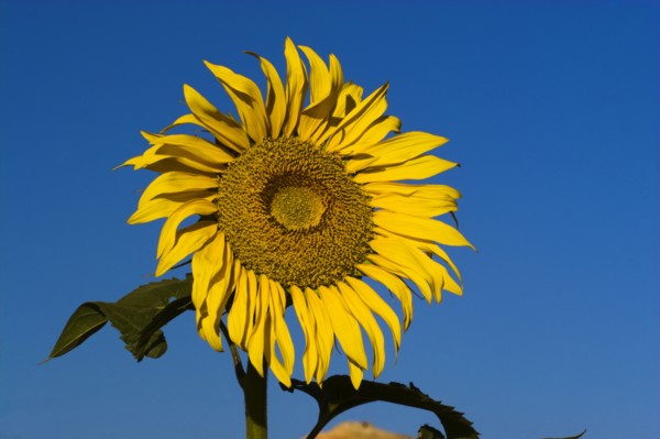 AFGHANISTAN, Bamiyan Province, Bamiyan , Sunflower