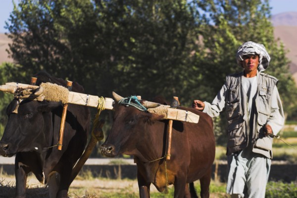 AFGHANISTAN, Bamiyan Province, Bamiyan, Man threshing with oxen