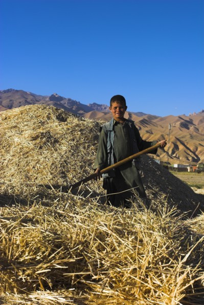 AFGHANISTAN, Bamiyan Province, Bamiyan, Boy threshing