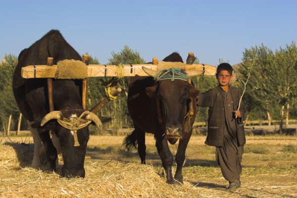 AFGHANISTAN, Bamiyan Province, Bamiyan, Boys threshing with oxen Jane Sweeney