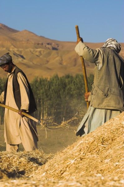 AFGHANISTAN, Bamiyan Province, Bamiyan, Men threshing