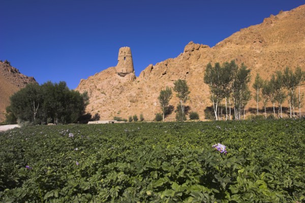 AFGHANISTAN, Bamiyan Province, Bamiyan, "Kakrak valley, watchtower at ruins which were once the