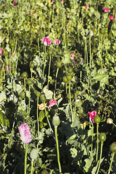 AFGHANISTAN, Flora & Fauna, Poppy field between Daulitiar and Chakhcharan