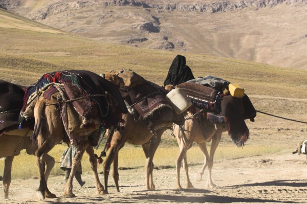 AFGHANISTAN, Desert, Kuchie nomad camel train between Chakhcharan and Jam