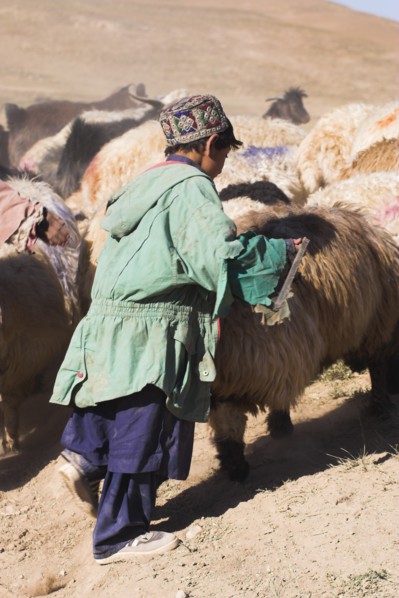 AFGHANISTAN, between Chakhcharan and Jam, Agriculture, Shepard boy tending his flock