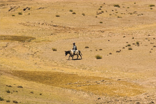 AFGHANISTAN, , Shepard with sheep between Chakhcharan and Jam