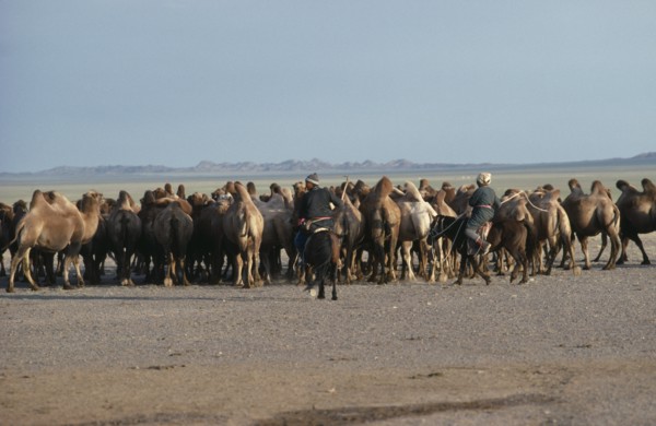 MONGOLIA, South Gobi, Agriculture, "Mongolian herdsman and woman on horses herding camels in dry,