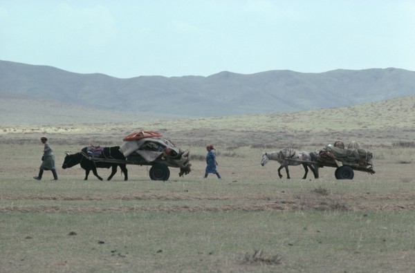 MONGOLIA, Animals, Nomad family leading yak and horse drawn carts laden with their belongings
