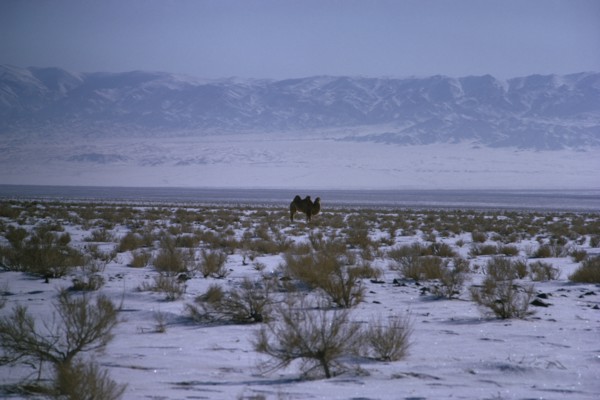 MONGOLIA, Mongolian Steppes, Mid-winter in snow-covered scrubland on the edge of the Gobi desert