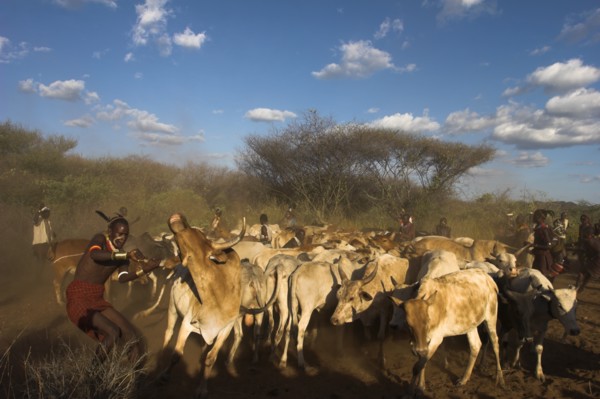 ETHIOPIA, Lower Omo Valley, Tumi, "Hama Jumping of the Bulls initiation ceremony, manovering the
