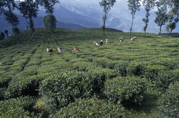 INDIA, West Bengal, Darjeeling, Tea pickers working on hilltop plantation putting picked leaves in
