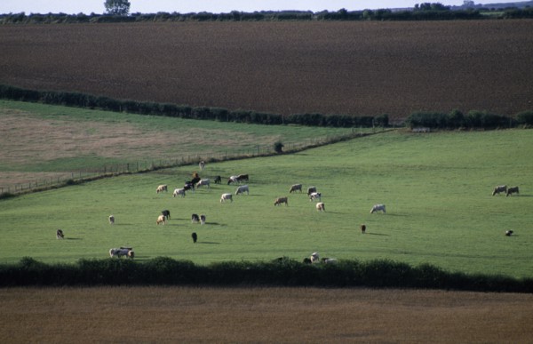 ENGLAND, Dorset, Agriculture, Agricultural landscape near Dorchester showing cattle grazing in