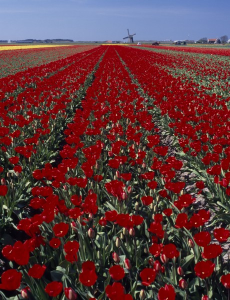 HOLLAND, Noord Holland, Sint Maartensbrug, Field of tulips with a windmill in the far distance near