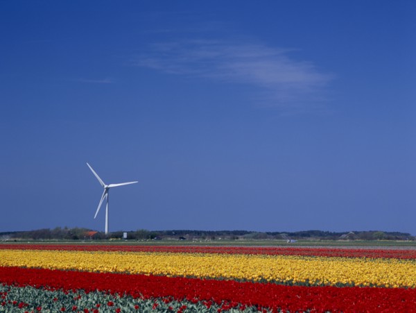 HOLLAND, Noord Holland, Sint Maartensbrug, Wind turbine in a field of red and yellow tulips near