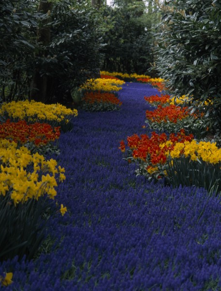 HOLLAND, South, Lisse, Keukenhof Gardens. A river of blue flowers running through a multicoloured